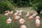 Houston Zoo - Chilean Flamingo
