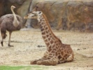 Houston Zoo - Giraffe