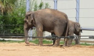 Houston Zoo - Elephant