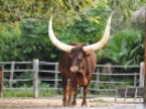 Houston Zoo - Wild Cow